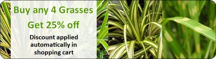 Buy any 4 grasses get 24pct off grasses page banner